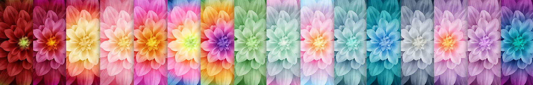 header image for Dream Big - Hoffman