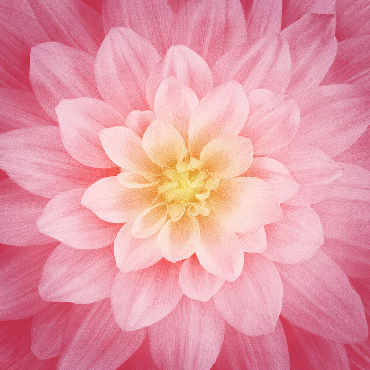 Dream Big P4389-94 Wild Rose Panel by Hoffman Fabrics | Shabby Fabrics