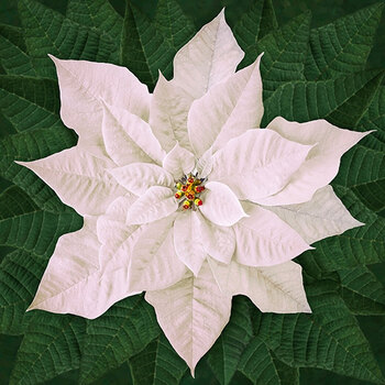 Dream Big Holiday T4877-3 White Panel by Hoffman Fabrics REM