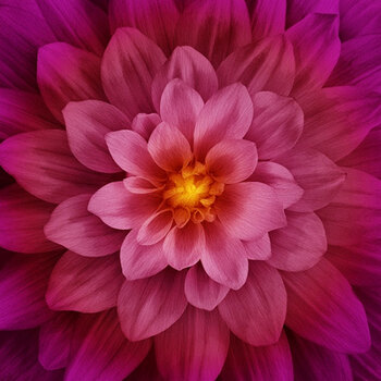 Dream Big P4389-23 Fuchsia by Hoffman Fabrics, Image