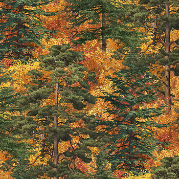 Autumn Woodland DP28413-37 by Northcott Fabrics, Image