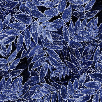 Ice ICE-CM5211 INDIGO by Timeless Treasures Fabrics, Image