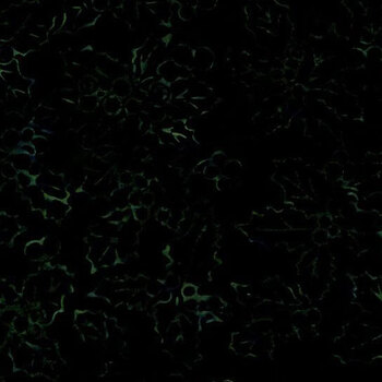 Tonga Poinsettia TONGA-B3564 SPRUCE by Timeless Treasures Fabrics, Image