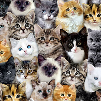 Are You Kitten Me? CAT-CD8417 MULTI by Timeless Treasures Fabrics, Image