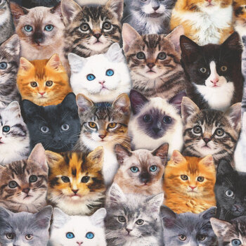 Are You Kitten Me? CAT-CD8417 MULTI by Timeless Treasures Fabrics