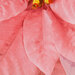 A small swatch of Dream Big Holiday panel, showing detail of flower petals