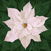 Image of large white poinsettia digitally printed on cotton fabric