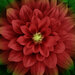 Fabric panel features large blooming red wild rose 