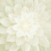 Fabric panel features large blooming cream wild flower
