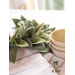 a close up of the leaves on the sage leaf centerpiece with bowls