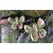 Photograph of two Christmas themed butterfly ornaments hung from a floral wreath on a door