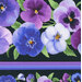 fabric pattern of large purple florals aligned with purple and blue stripes on both sides