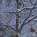 8" x 8" swatch of this fabric