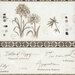An 8x8 scan of the botanical border stripe fabric. 