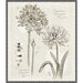 A paper-textured taupe fabric panel with two large illustrated flowers in shades of gray and charcoal, surrounded by a graphite colored border