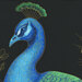 an 8x8 swatch of the panel featuring a close up of the peacock's head on a black background.