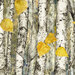 A fabric featuring a birch forest in autumn.