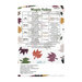 Pattern instructions chart titled “Maple Valley” with quilt block measurements and fabric amounts.
