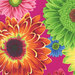 an 8x8 swatch of the bright fuchsia fabric featuring tossed gerbera daisies in psychedelic colors like red, green, orange, white, pink, and blue.