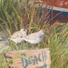 An 8x8 swatch of the panel featuring a two seagulls resting on beach sign with grass and a boat peaking into view. 