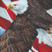 an 8x8 swatch of the panel featuring a close up of the eagle soaring past the American flag in the background.