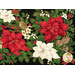 A close up on the lush poinsettias of the panel, showing fabric print details.
