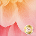 A close-up image of a floral pattern featuring soft, gradient colors ranging from light yellow to pink. The design looks like flower petals. A circular logo in the corner reads Shabby Fabrics.