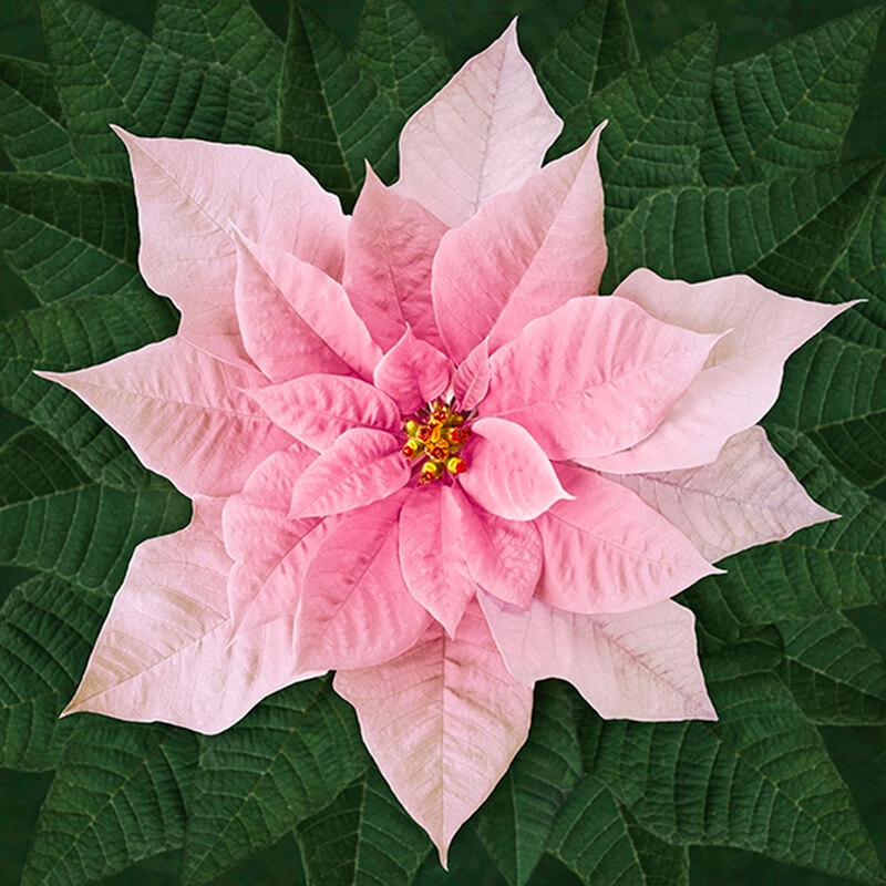 Image of large pink poinsettia digitally printed on cotton fabric