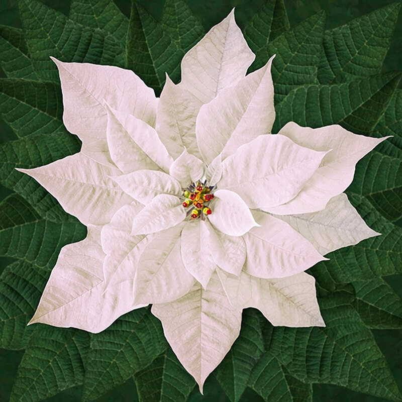 Image of large white poinsettia digitally printed on cotton fabric