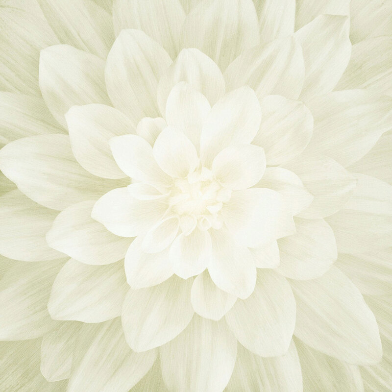 Fabric panel features large blooming cream wild flower