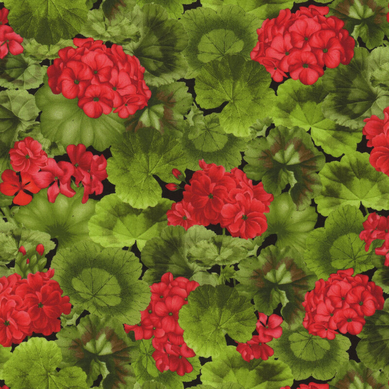 Small clusters of red geraniums scattered within layers of large geranium leaves.