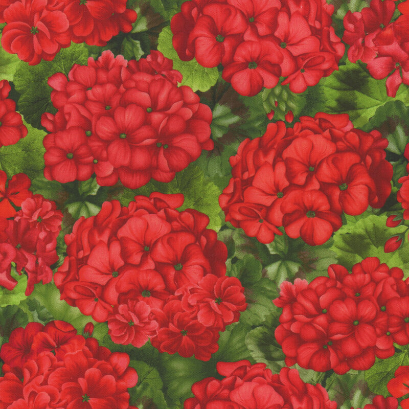 Clusters of large red geraniums on a green leafy background.