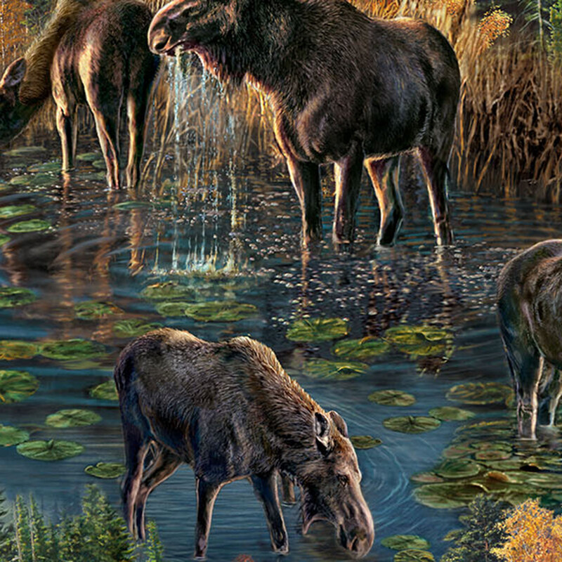 Moose on walking along a lake surrounded by grass, water, lily pads