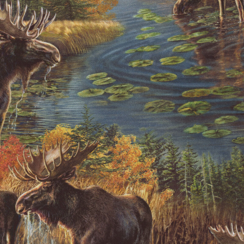 Moose on walking along a lake surrounded by grass, water, and lily pads.