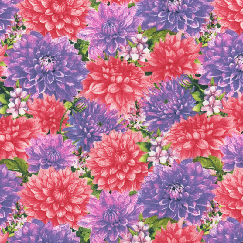 Pink and purple dahlia flowers with small blooms on a leafy green background.