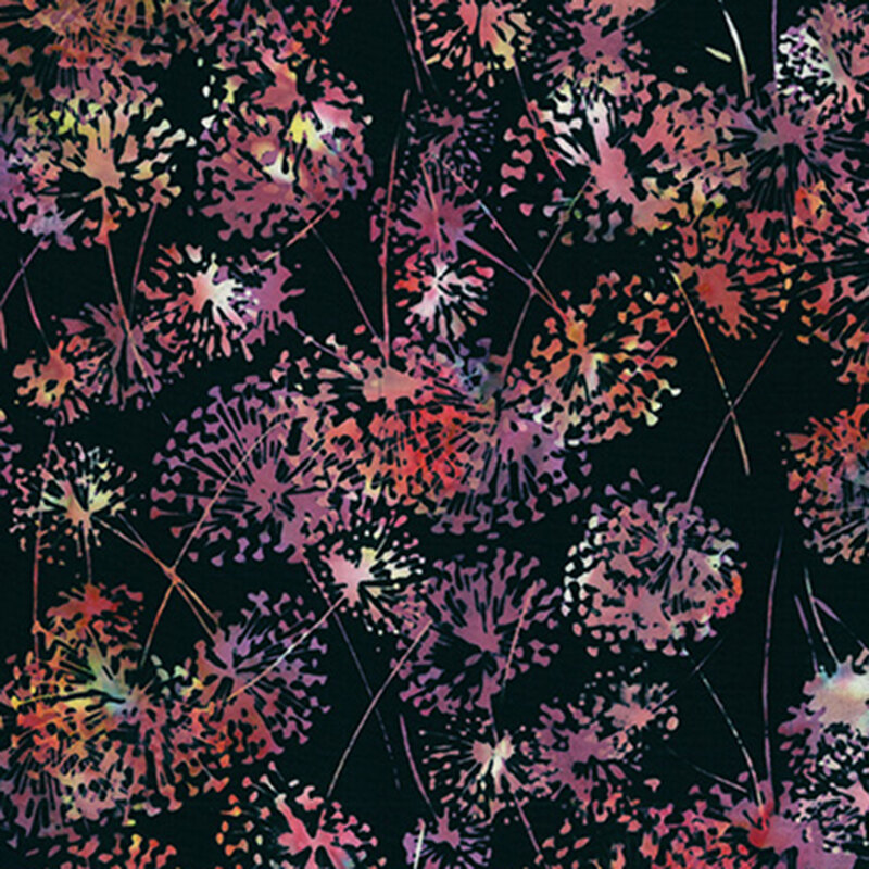 Vibrant pink and dusty rose dandelion flowers tossed on a black fabric.