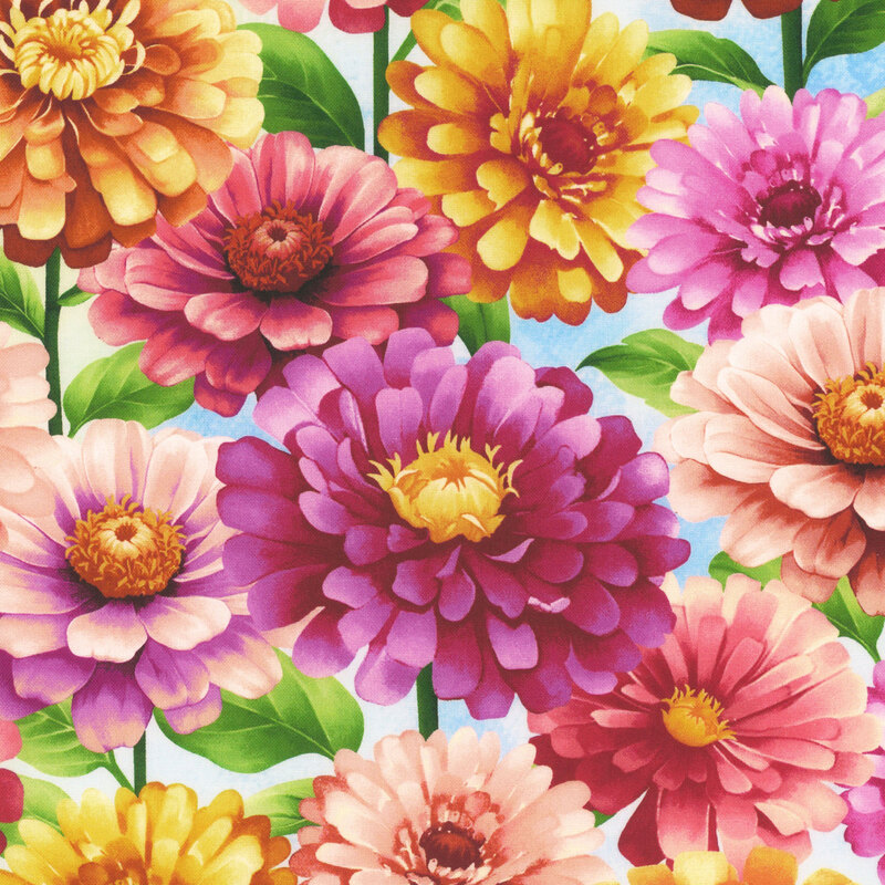 Colorful zinnias in shades of pink and orange on a sky blue background