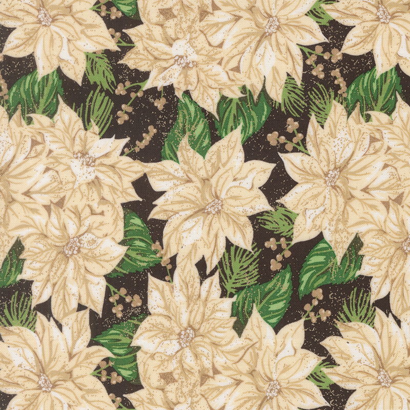 Bright cream poinsettias, dark green leaves, and mistletoe berries on a textured pitch black background.