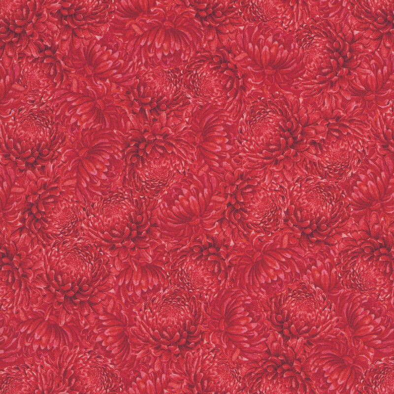Dense pattern of monochromatic ruby chrysanthemums