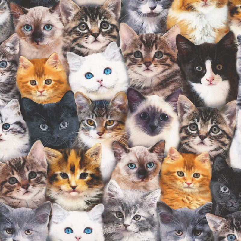 A collage of calico, white, tuxedo, gray, and tortoiseshell cats.