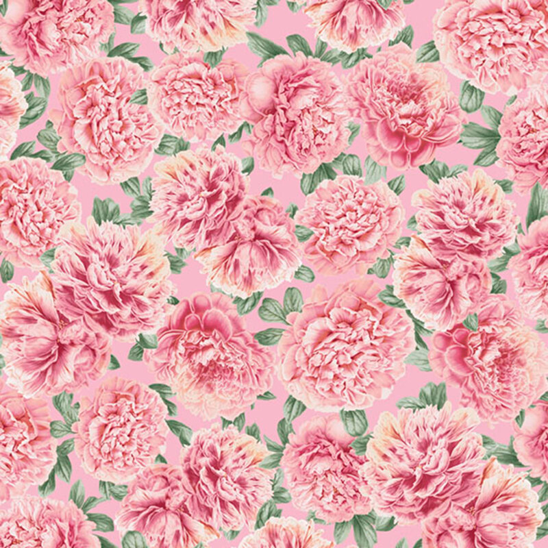 large pink peonies with green leaves tossed on a pink background